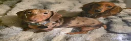 Miniature Dachshund dogs for sale: Hughie - Ad 7