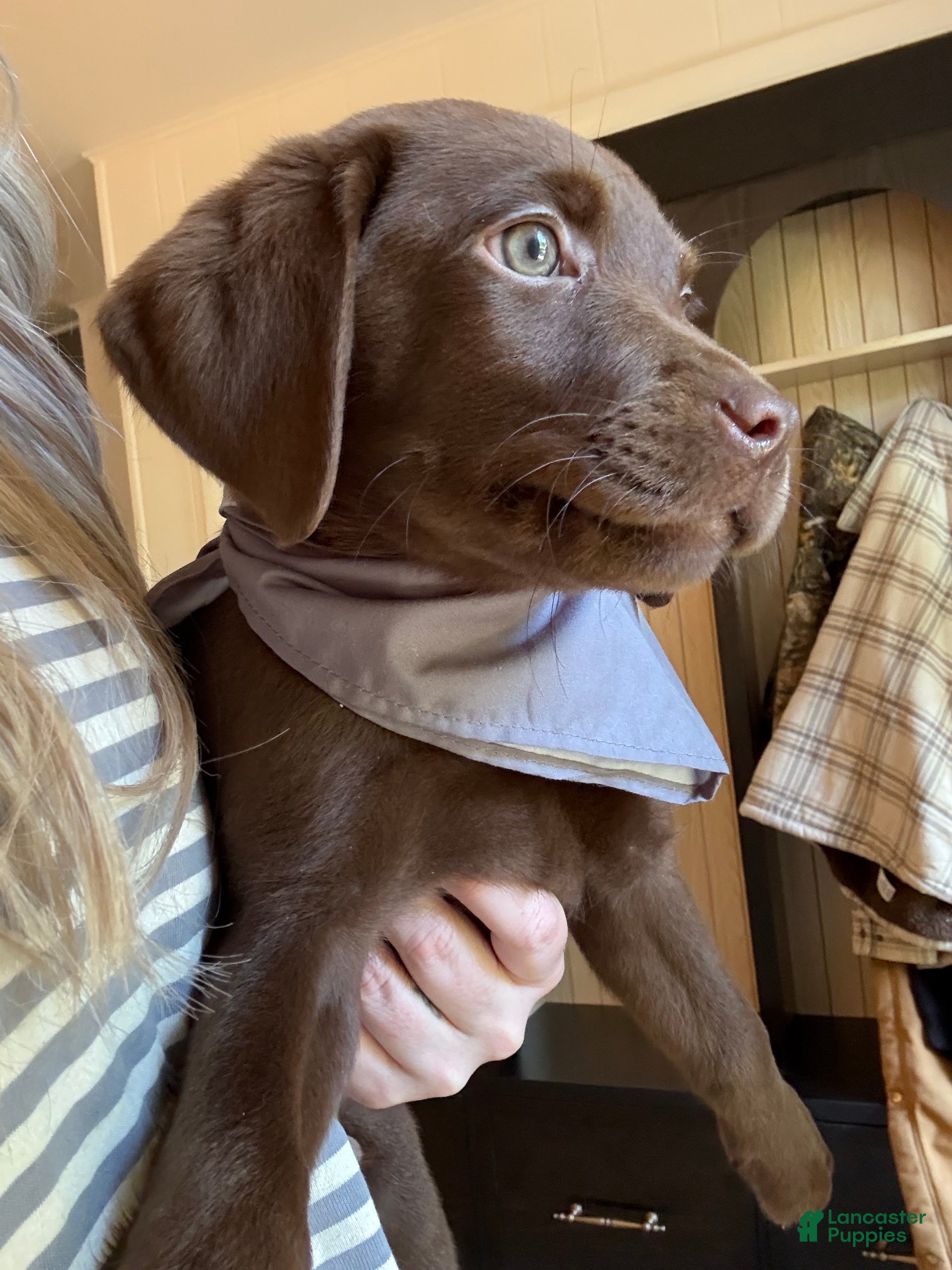 Labrador Retriever dogs Grey Collar Chocolate Lab Puppy - Ad 1