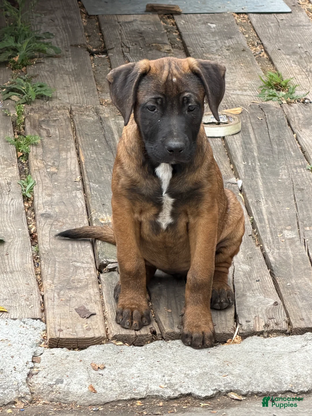 Mixed Breed dogs for sale: Mixed Breed Puppy 1 - Ad 1