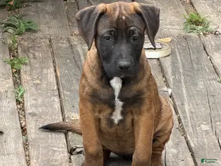 Mixed Breed dogs Mixed Breed Puppy 1 - Ad 16