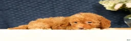 Havapoo dogs for sale: Haylee - Ad 6