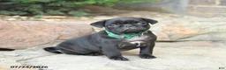 Pug dogs for sale: Pussy Willow - Ad 3