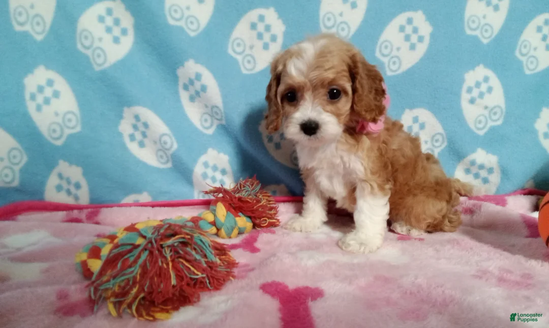 Cockapoo dogs for sale: Jackie  - Ad 3