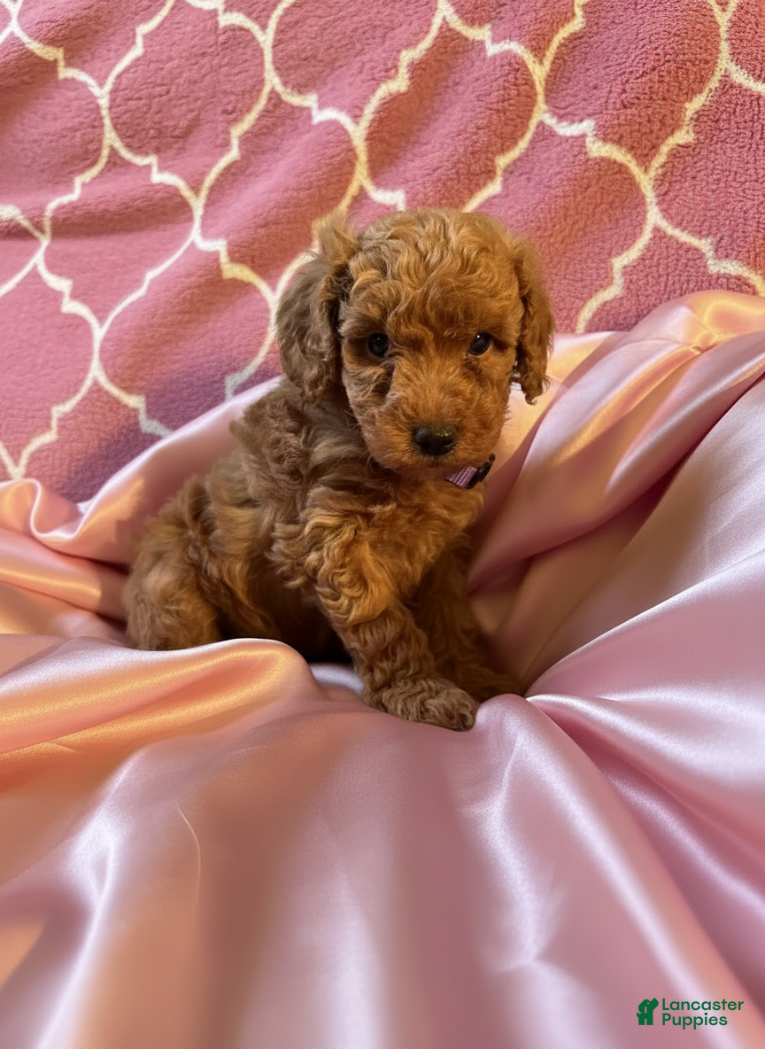 Mixed Breed dogs Serena - AKC Genetically Tested Parents - Ad 37