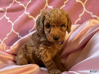 Mixed Breed dogs Serena - AKC Genetically Tested Parents - Ad 21