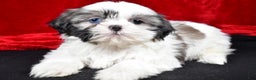 Shih Tzu dogs for sale: Debby - Ad 4