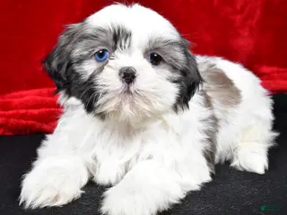 Shih Tzu dogs Debby - Ad 41
