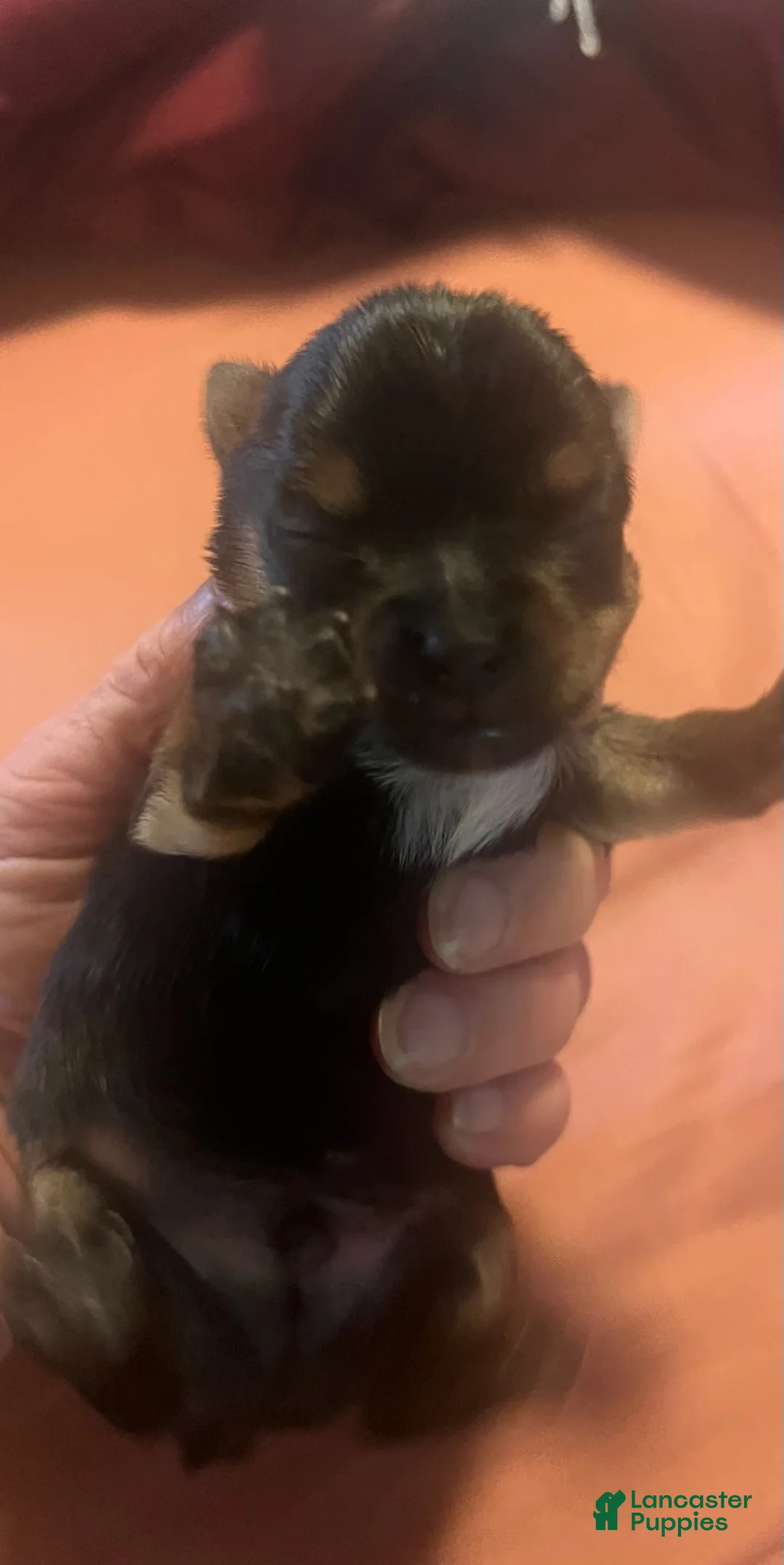 Yorkshire Terrier dogs for sale: Boy 2 - Ad 1