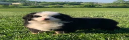Bernese Mountain Dog dogs for sale: Rambo  - Ad 15