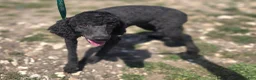 Cavapoo dogs for sale: Trigger - Ad 7
