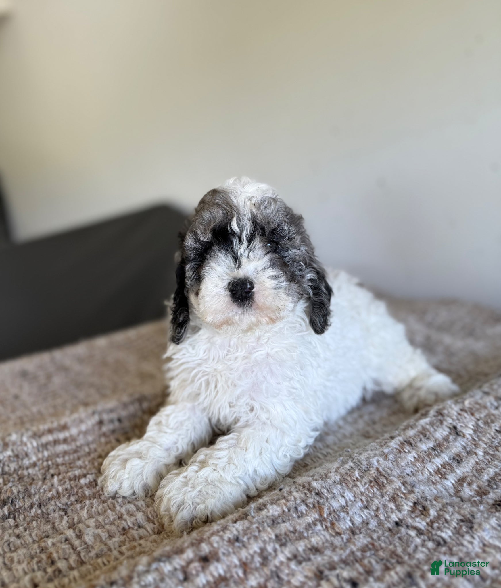 Cockapoo dogs Trey - Ad 3