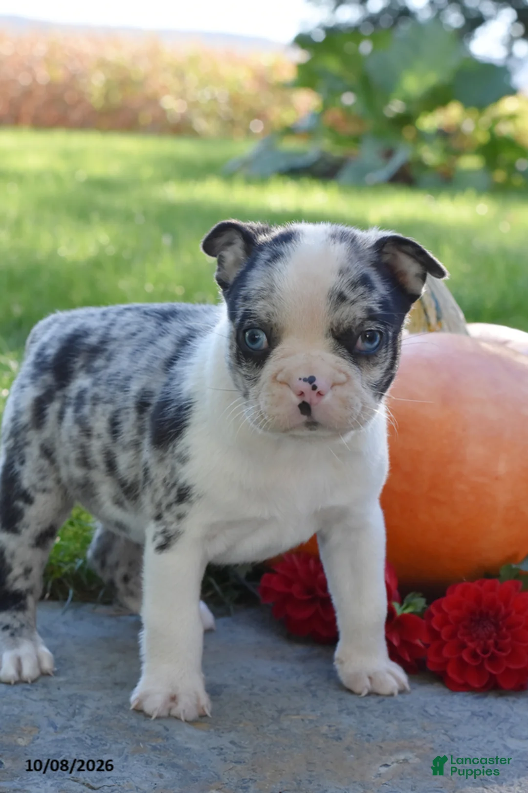Boston Terrier dogs for sale: Carlin - Ad 1