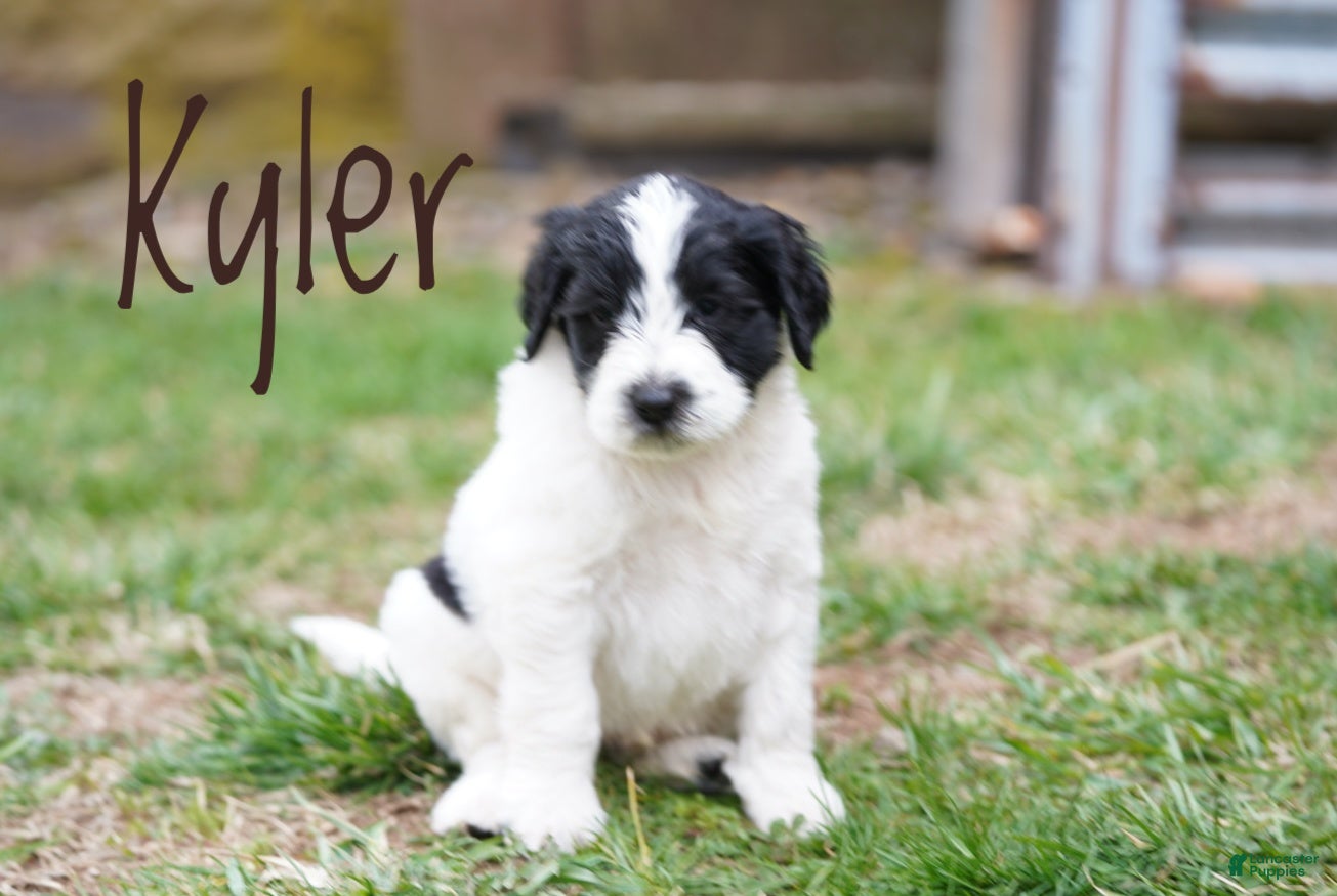 Portuguese Water Dog dogs Kyler - Ad 2