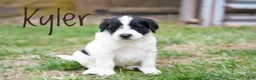 Portuguese Water Dog dogs for sale: Kyler - Ad 2