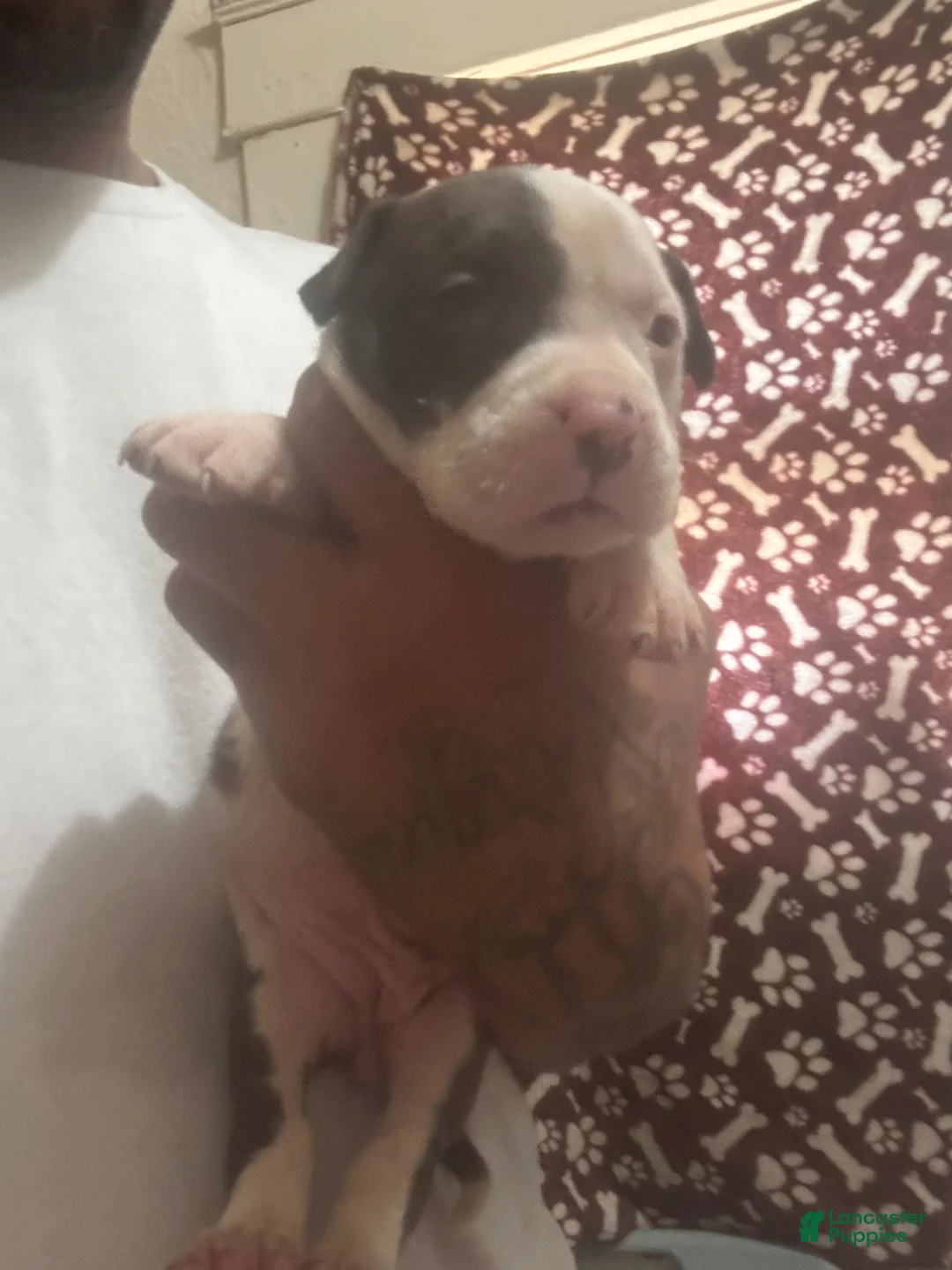 American Pit Bull Terrier dogs for sale: American Pit Bull Terrier litter of 7  in Fresno - Ad 1