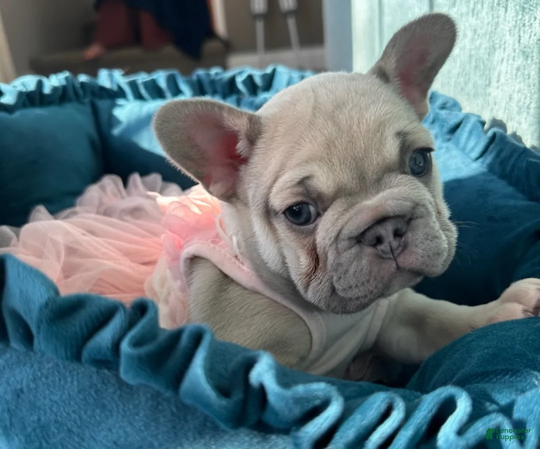 French Bulldog dogs for sale: Lilac Pretty - Ad 9