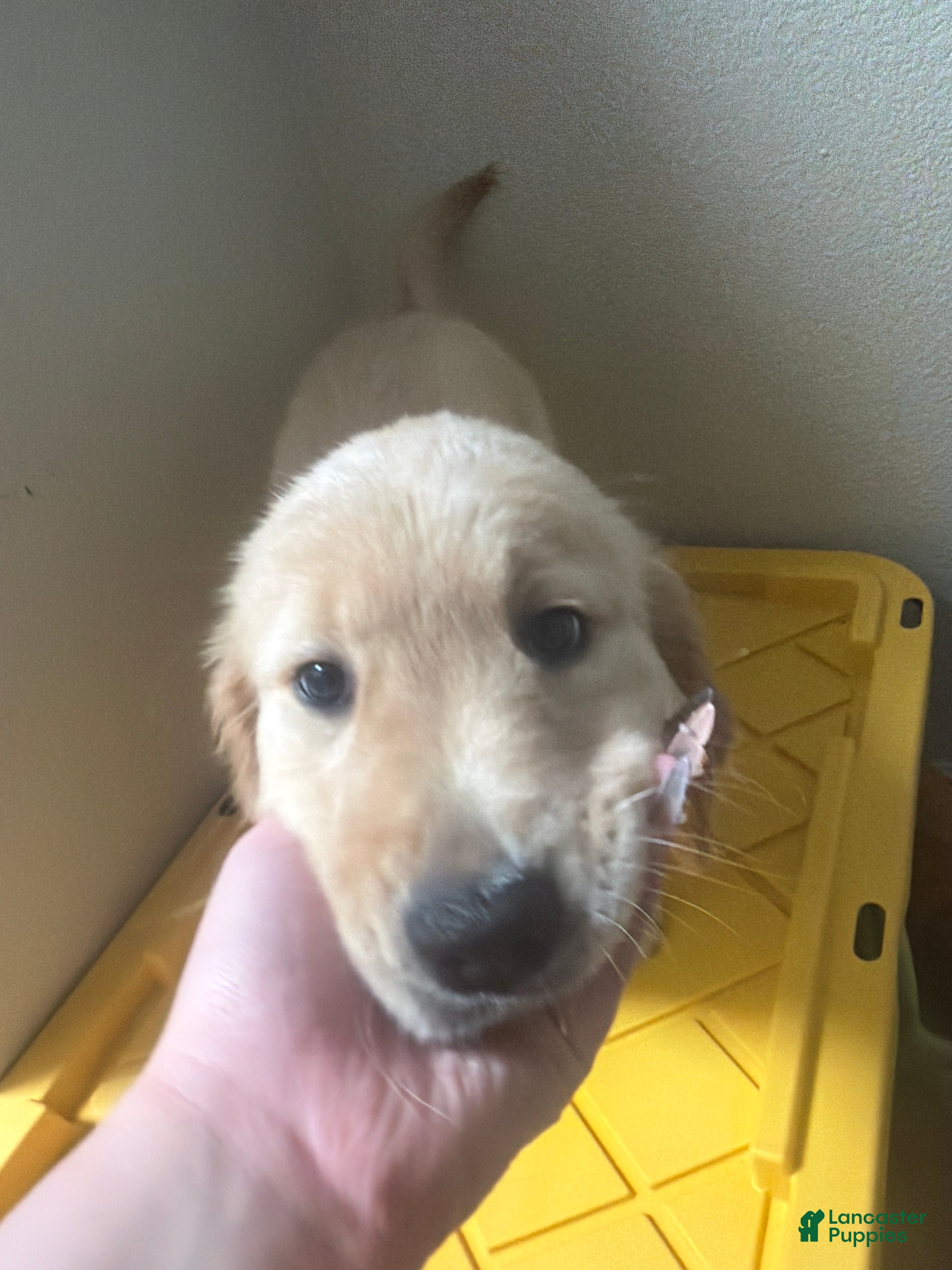 Golden Retriever dogs Yellow - Ad 32