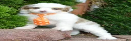 Mini Aussiedoodle dogs for sale: Mini Ace - Ad 16