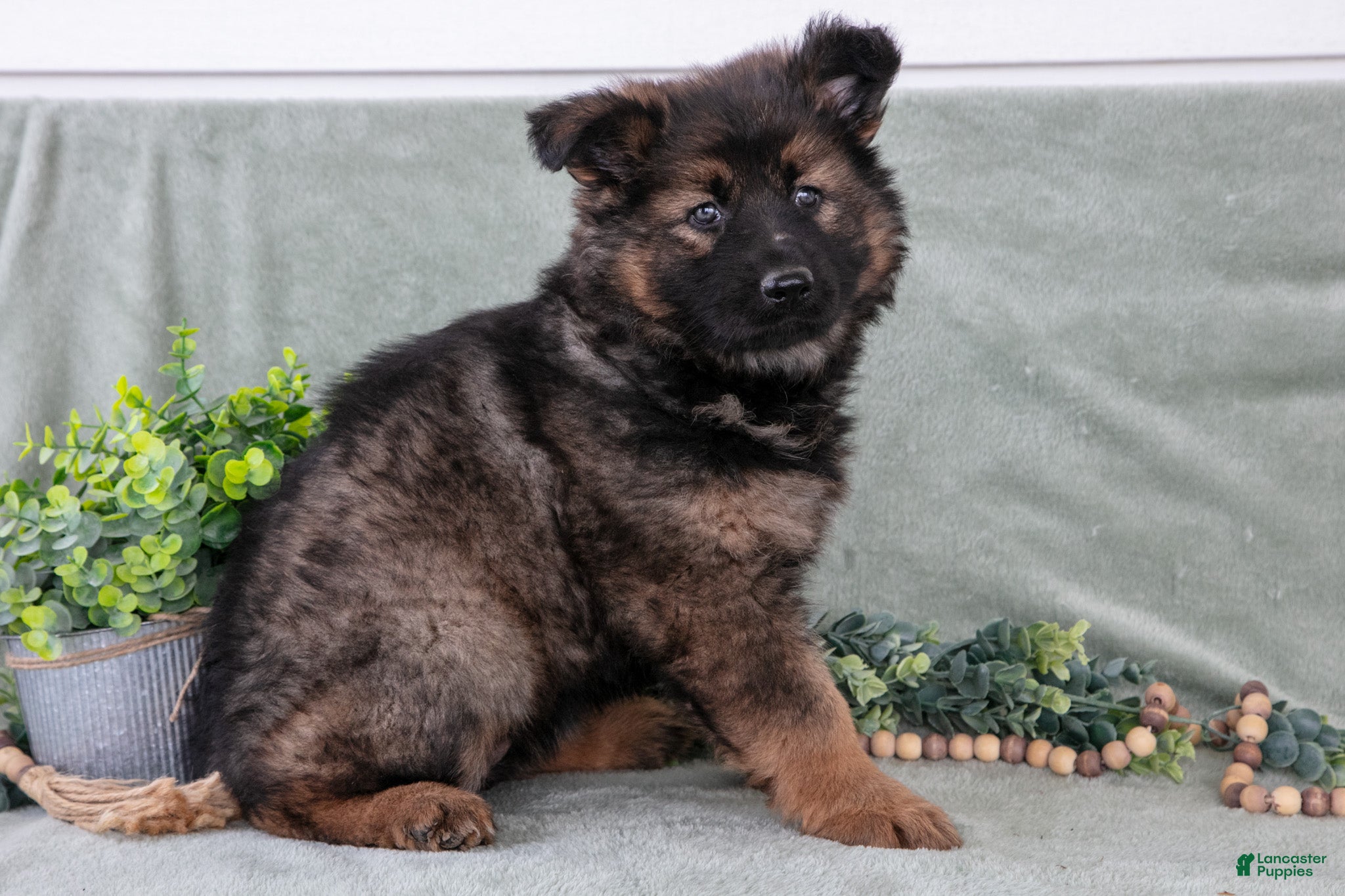 German Shepherd dogs Fiona - Ad 1