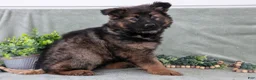 German Shepherd dogs for sale: Fiona - Ad 1