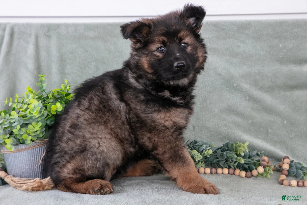 German Shepherd dogs for sale: Fiona - Ad 1