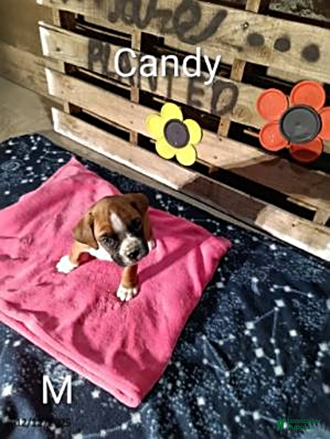 Boxer dogs for sale: Candy - Ad 1