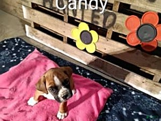 Boxer dogs Candy - Ad 10