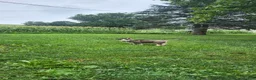 Siberian Husky dogs for sale: Jackson - Ad 2