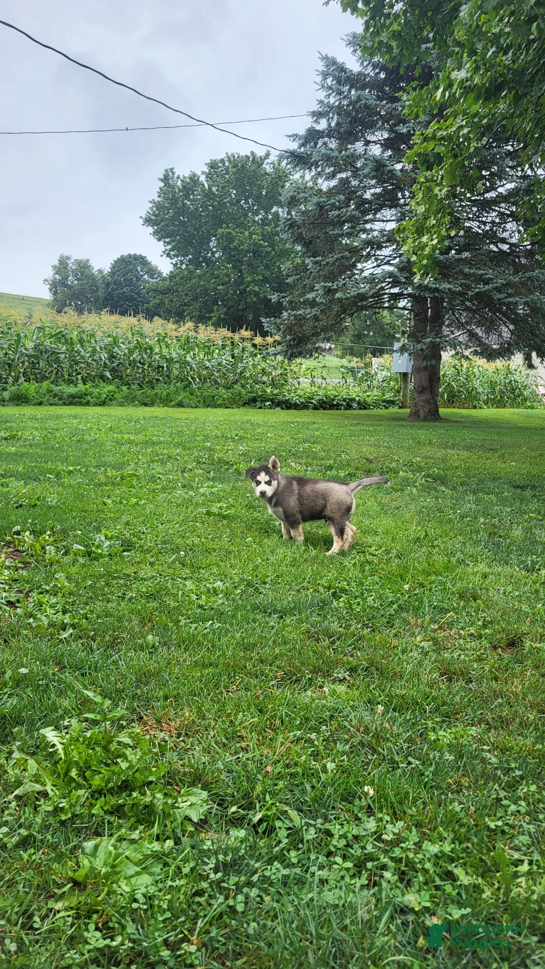 Siberian Husky dogs for sale: Jackson - Ad 2