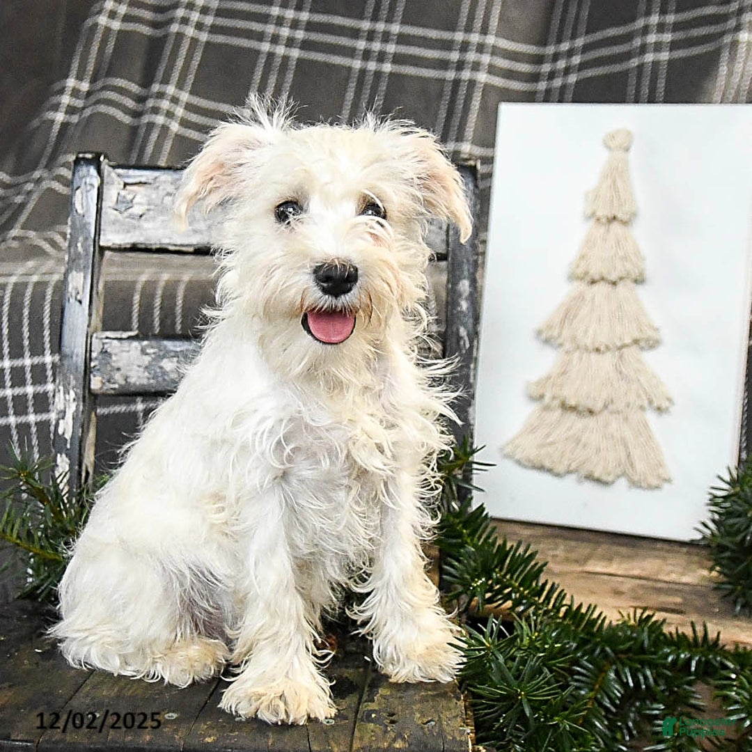 Schnoodle dogs for sale: Everett - Ad 1