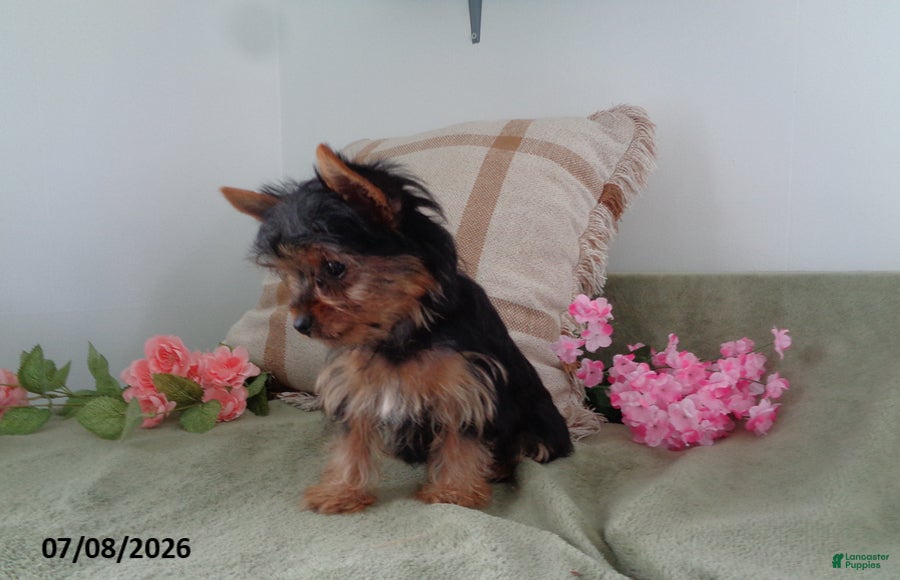 Yorkshire Terrier dogs Susie - Ad 2