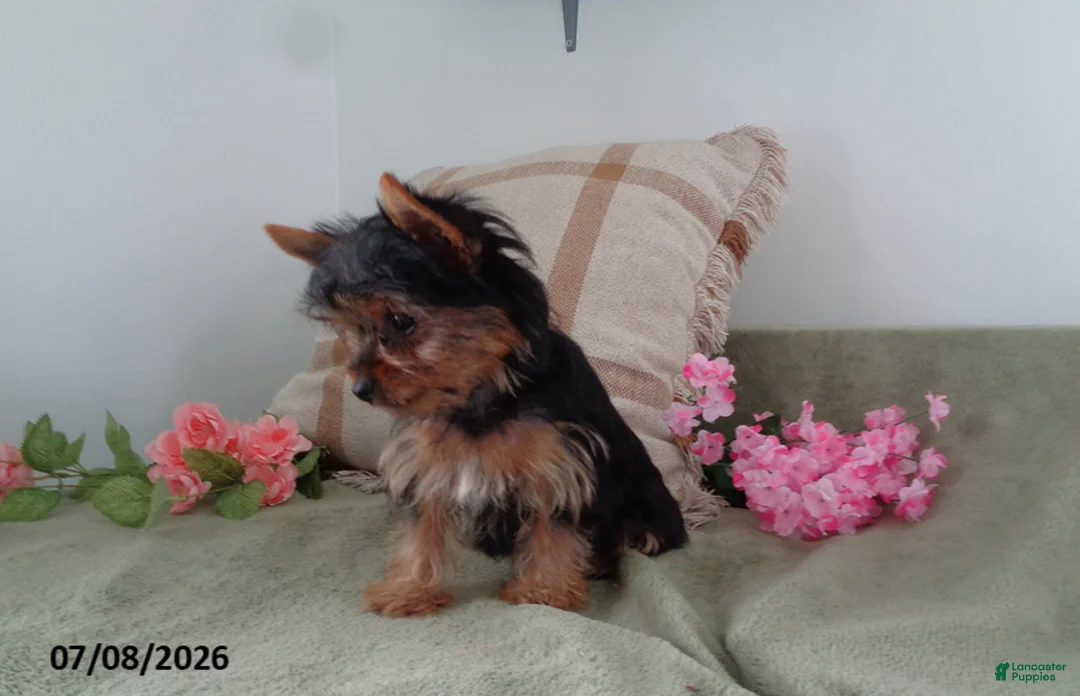 Yorkshire Terrier dogs for sale: Susie - Ad 2