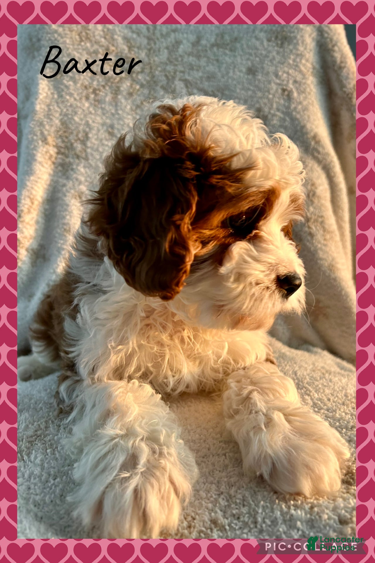 Cavapoo dogs Cavapoo Puppy 1 - Ad 20