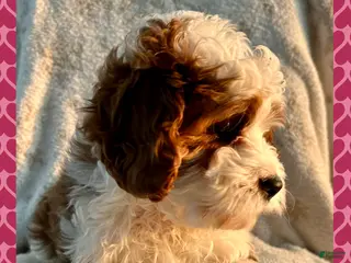 Cavapoo dogs Cavapoo Puppy 1 - Ad 20