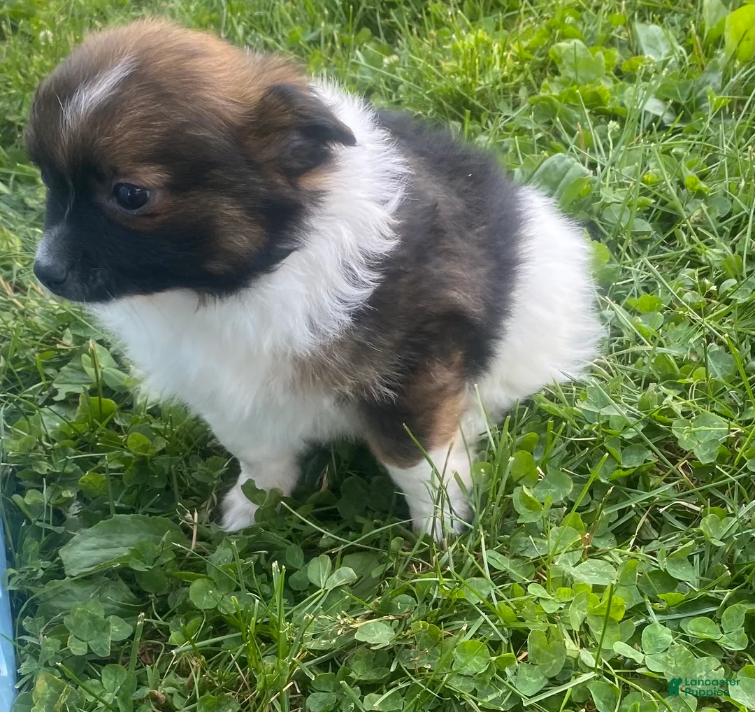 Pomchi dogs for sale: Baxter - Ad 2