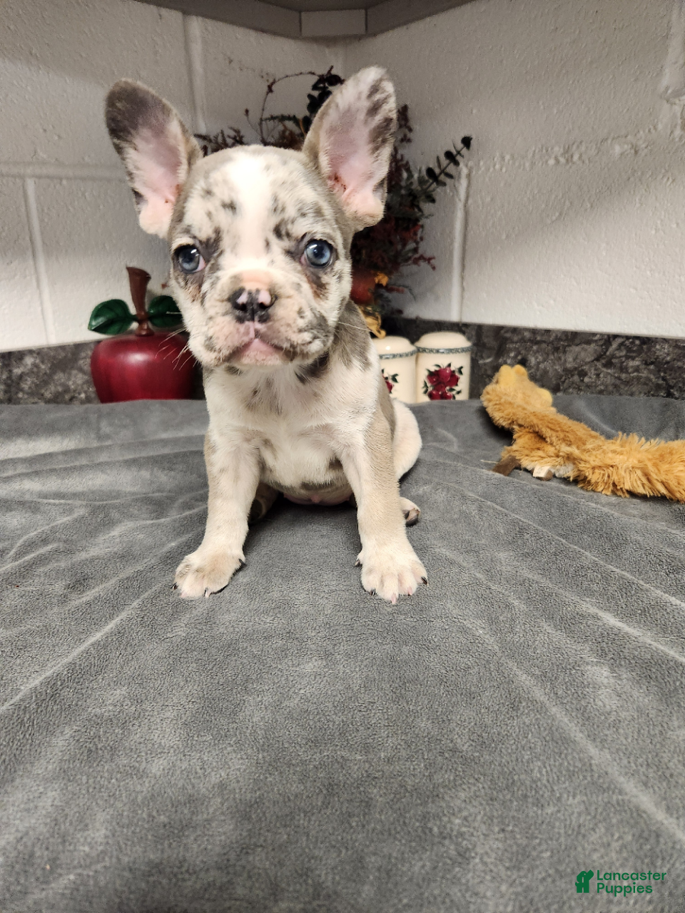 French Bulldog dogs Ashley - Ad 1