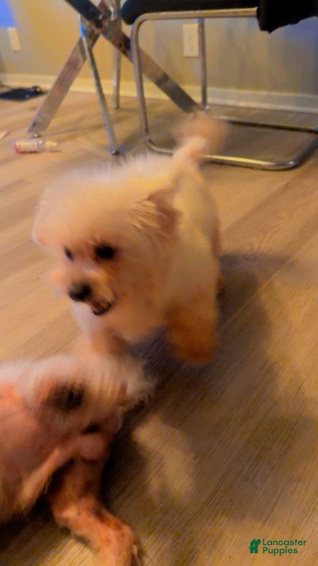 Maltipoo dogs for sale: Maltipoo Puppy 1 - Ad 3