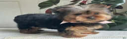 Yorkshire Terrier dogs for sale: Felicity - Ad 16