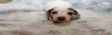 Cosmo