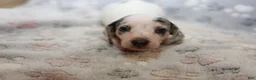 Miniature Dachshund dogs for sale: Cosmo - Ad 1