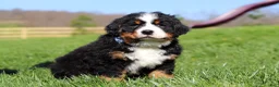 Bernese Mountain Dog dogs for sale: Crooked Jim - Ad 7