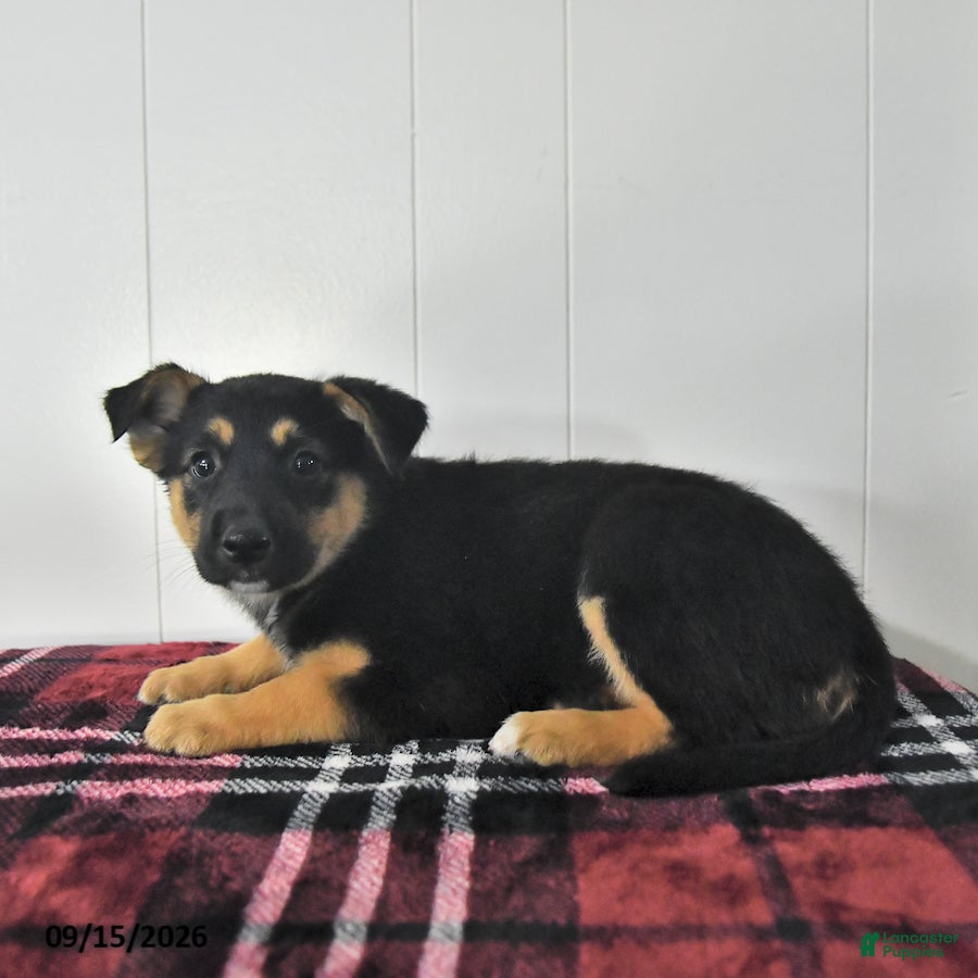 Mixed Breed dogs Bella   - Ad 2