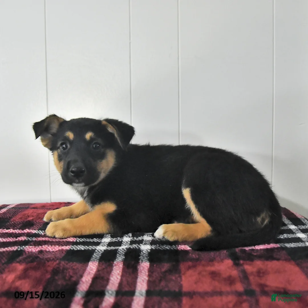 Mixed Breed dogs for sale: Bella   - Ad 2