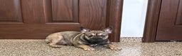 French Bulldog dogs for sale: Joy - Ad 3