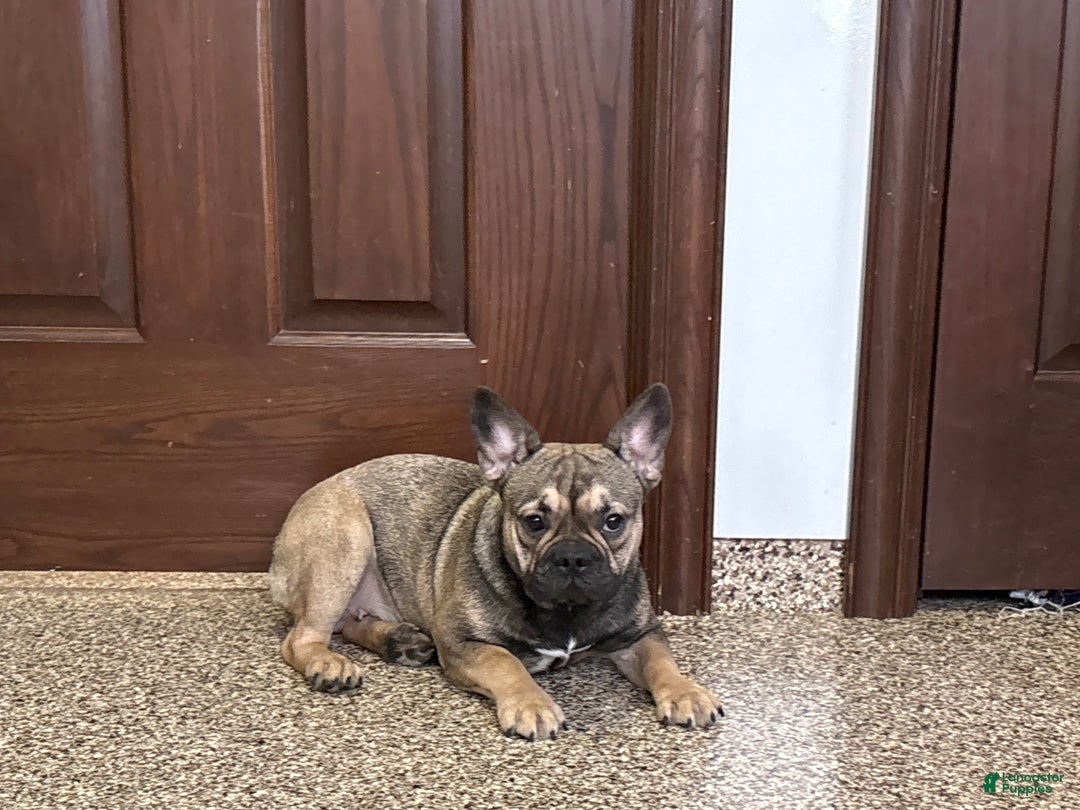 French Bulldog dogs for sale: Joy - Ad 3