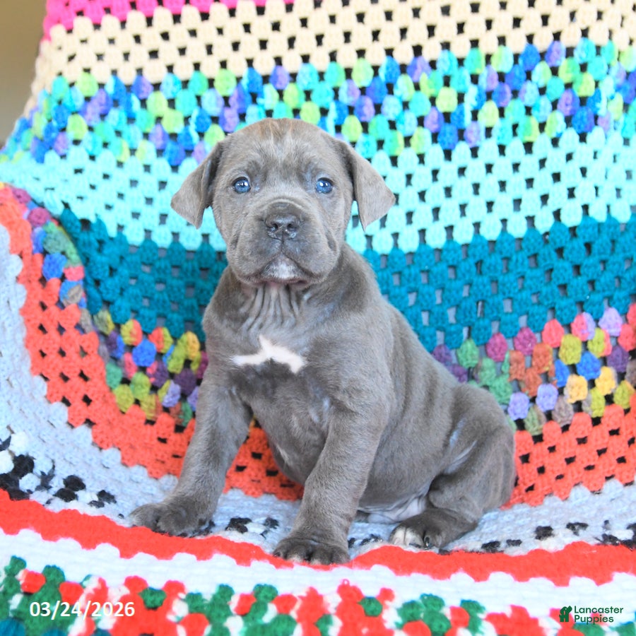 Cane Corso dogs Diesel - Ad 1