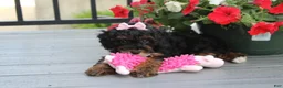 Miniature Poodle dogs for sale: Athena  - Ad 5