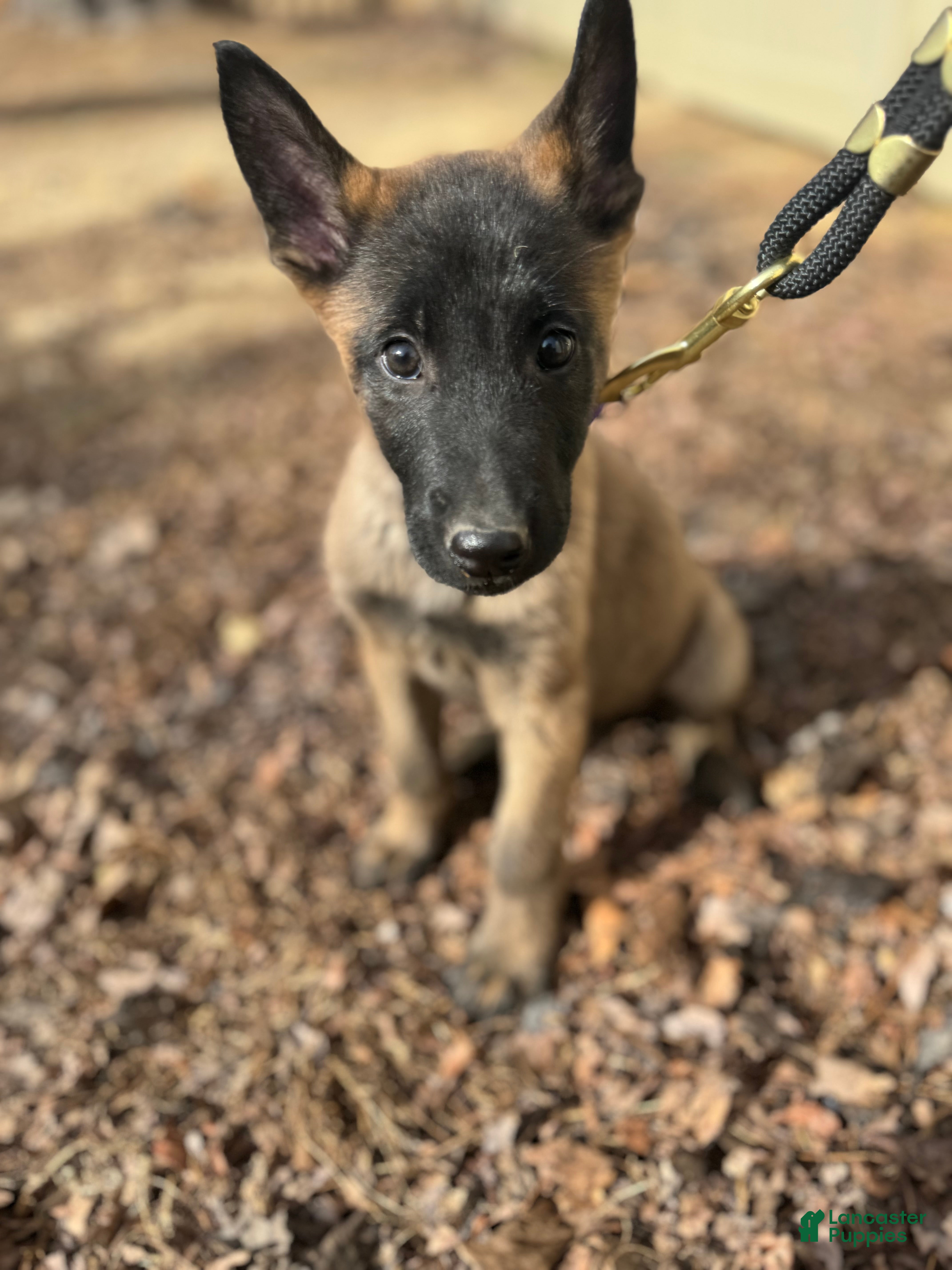 Mixed Breed dogs Purple - Ad 2