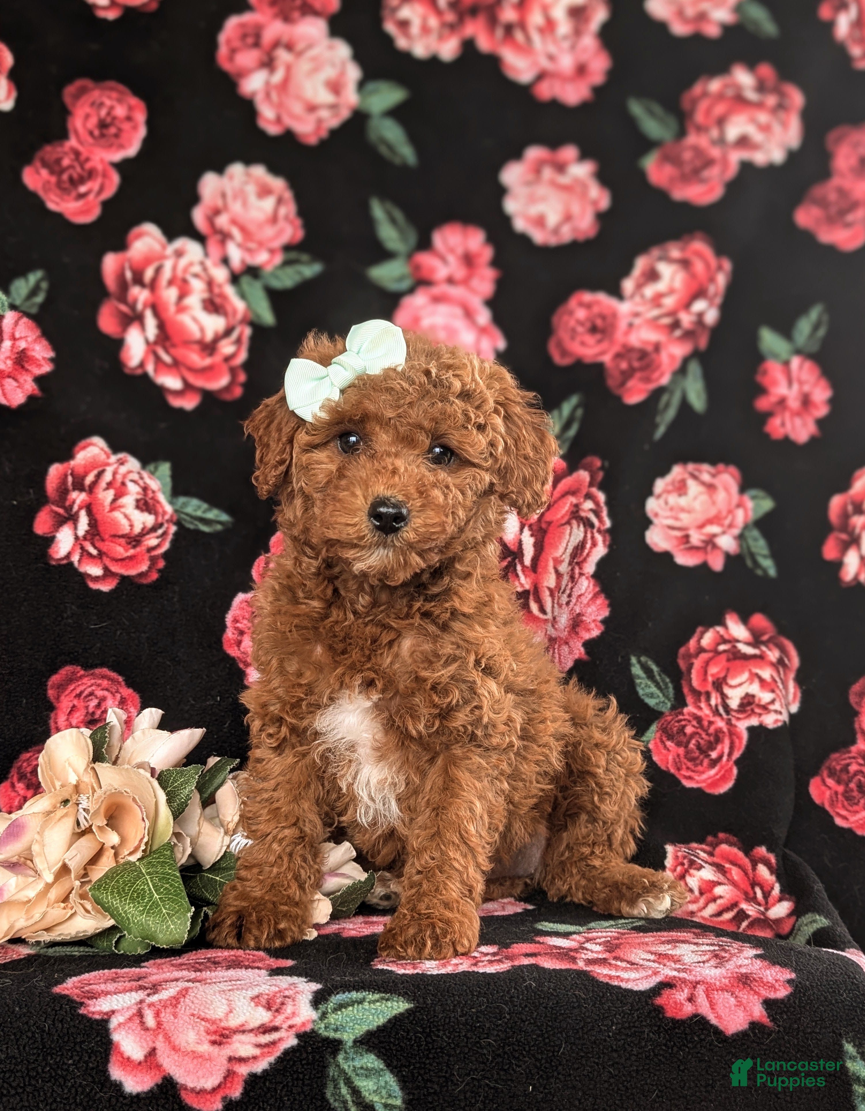 Cavapoo dogs Kelcy Hypoallergenic - Ad 1