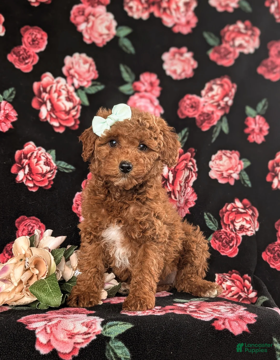 Cavapoo dogs for sale: Kelcy Hypoallergenic - Ad 1